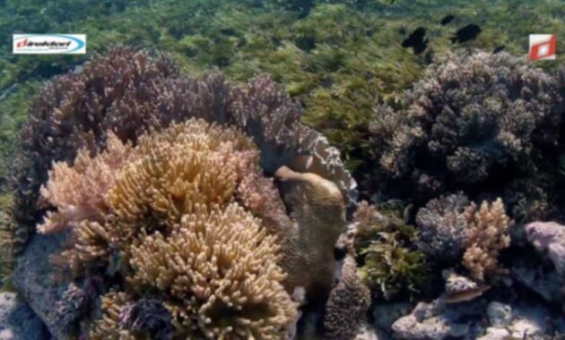 Keelokan Bawah Laut Taman Nasional Wakatobi Sulawesi Tenggara