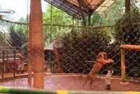 Taman Safari Bogor, Indonesia; Pelestarian Satwa dan Wisata Pembelajaran Favorite Keluarga di Puncak