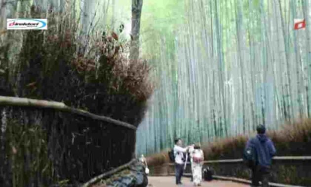 Keindahan Alam Hutan Bambu Arashiyama