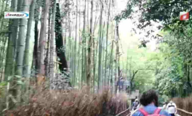 Menikmati Keindahan Hutan Bambu Arashiyama