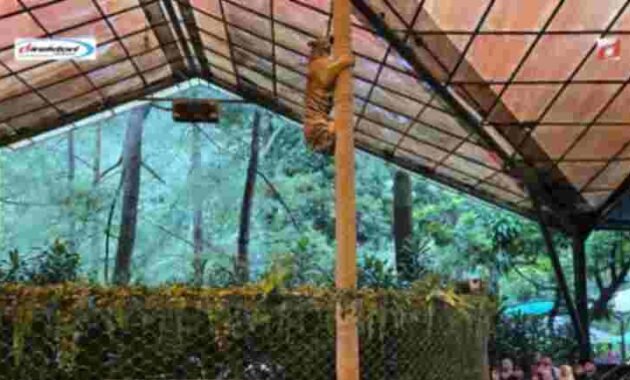 Nonton Show Gratis di Taman Safari Bogor