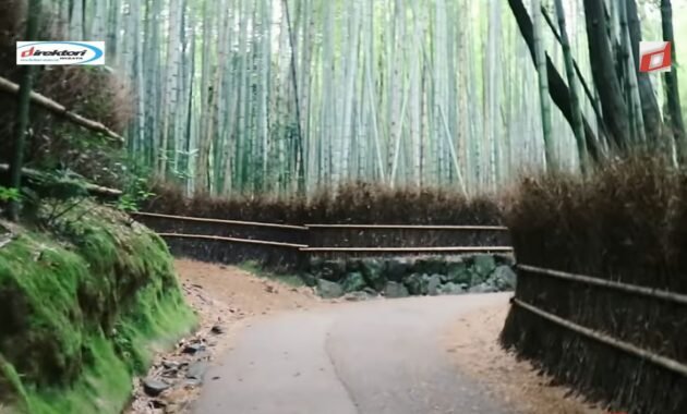 Pesona Hutan Bambu Arashiyama di Jepang