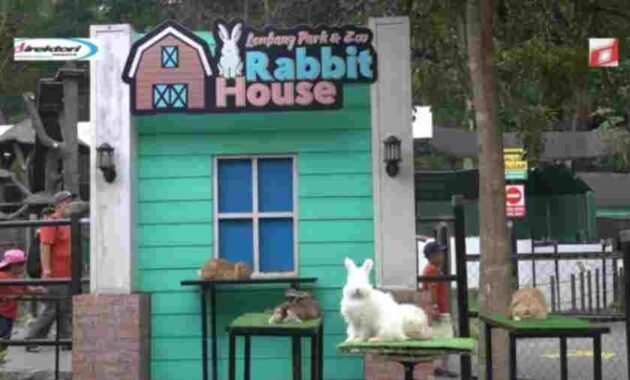 Berkunjung Rabbit House