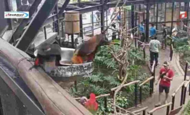 Daya Ambil yang Dipunyai Rereasi Lembang Park dan Zoo Bandung