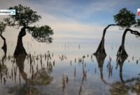 Pantai Walakiri, Pantai Pasir Putih di Sumba Timur yang Dihias Tumbuhan Bakau Eksotik