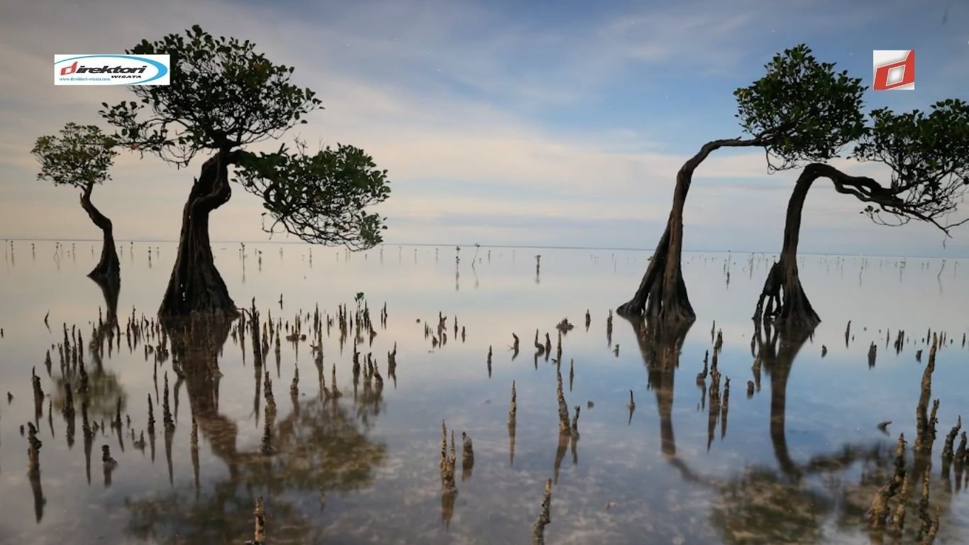 Pantai Walakiri, Pantai Pasir Putih di Sumba Timur yang Dihias Tumbuhan Bakau Eksotik