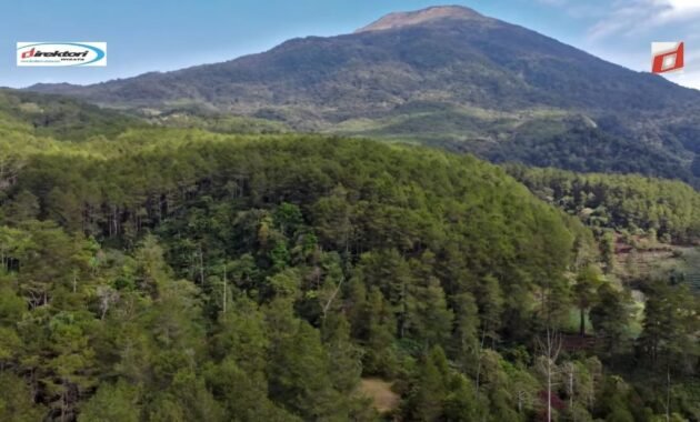 Taman Pinus Palutungan, Object Wisata Alam Hits dan Modern di Kuningan