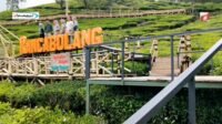 Bukit Jamur Ciwidey: Keunikan Wisata Alam dan Sentuhan Nostalgia Kolonial di Tengah Bandung Selatan