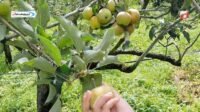 Menikmati Wisata Petik Apel Agro Rakyat di Kota Batu Malang