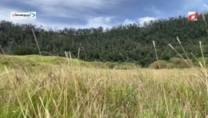 Menjelajahi Keindahan Padang Savana Dieng: Destinasi Wisata di Dieng Plateau