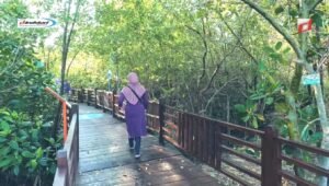 Sejarah dan Perkembangan Wisata Mangrove Gununganyar