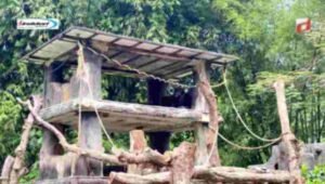 Tips Berkunjung ke Gembira Loka Zoo