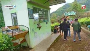 Tips Berkunjung ke Kebun Teh Tambi dan Kebun Raya di Jawa Tengah