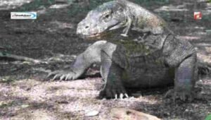 Aktivitas Wisata di Taman Nasional Komodo