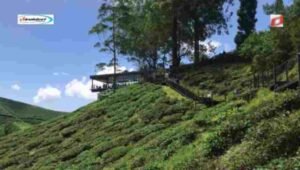 Cameron Highlands, Malaysia