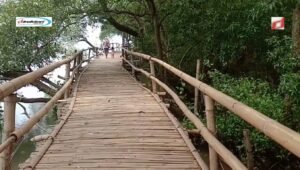 Ekowisata Mangrove Surabaya: Informasi Harga Tiket, Lokasi, dan Aktivitas Menarik