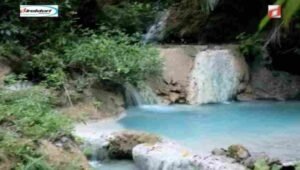 Flora dan Fauna di Sekitar Air Terjun Tesbatan