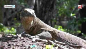 Flora dan Fauna di Taman Nasional Komodo