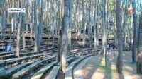 Hutan Pinus Mangunan: Destinasi Wisata Alam yang Indah di Jawa Tengah