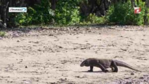 Panduan Perjalanan ke Taman Nasional Komodo