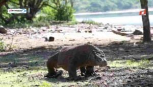 Sejarah dan Pentingnya Taman Nasional Komodo