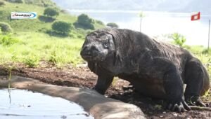 Taman Nasional Komodo: Destinasi Wisata Hewan Purba di Indonesia