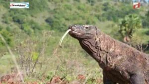 Taman Nasional Komodo, Indonesia