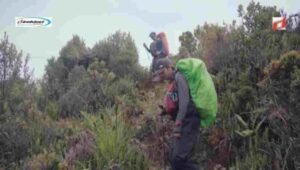 Keunikan Flora dan Fauna di Puncak Trikora