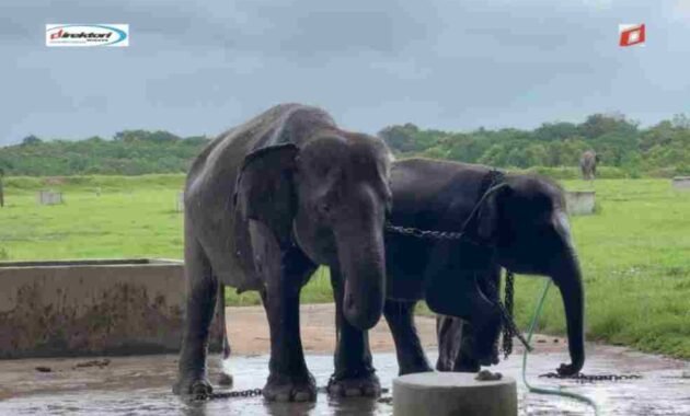 Atraksi Utama: Gajah dan Safari Gajah