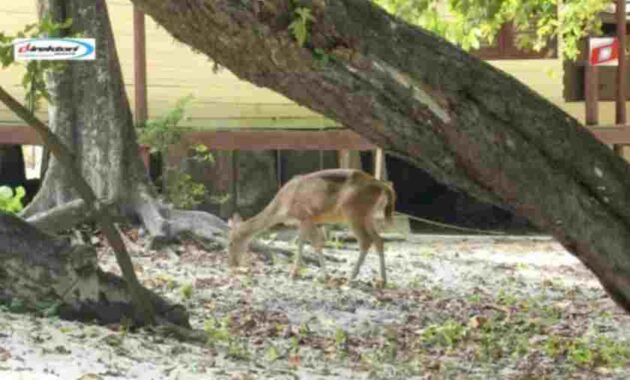 Atraksi Wisata di Taman Nasional Ujung Kulon