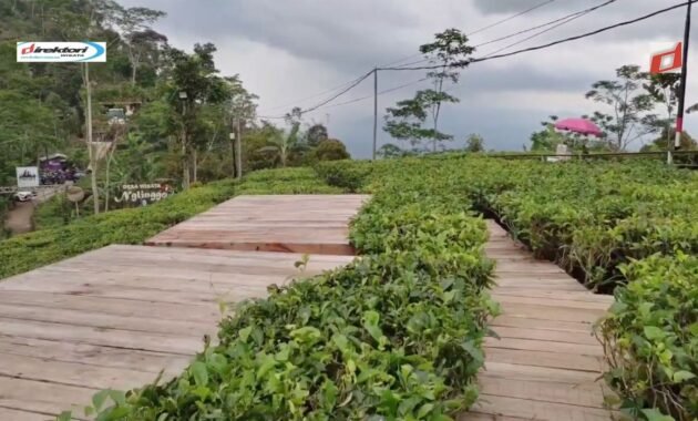 Daya Tarik Budaya Lokal di Kebun Teh Nglinggo