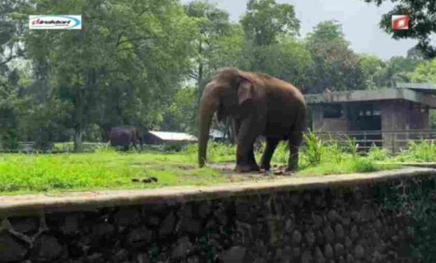 Fasilitas yang Tersedia di Kebun Binatang Ragunan