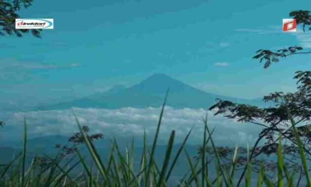 Keberagaman Flora dan Fauna di Merapi