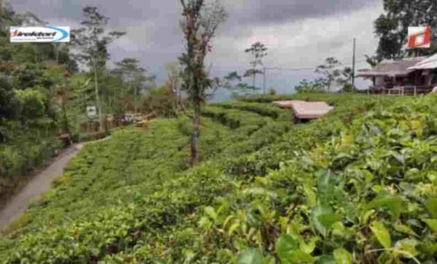 Kebun Teh Nglinggo