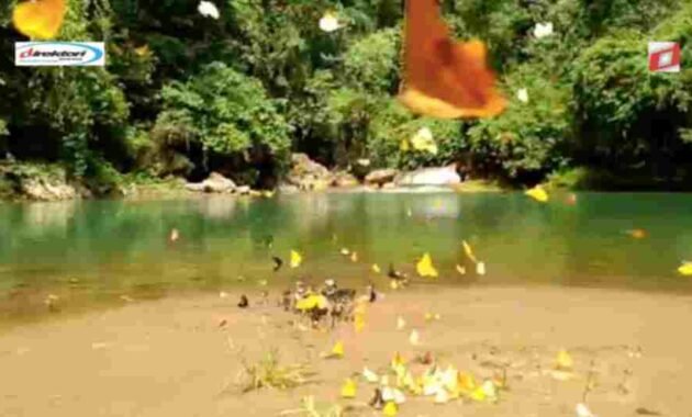 Keindahan Alam Taman Nasional Bantimurung