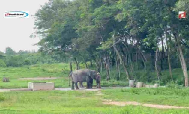 Kesimpulan: Pentingnya Konservasi Gajah Sumatera