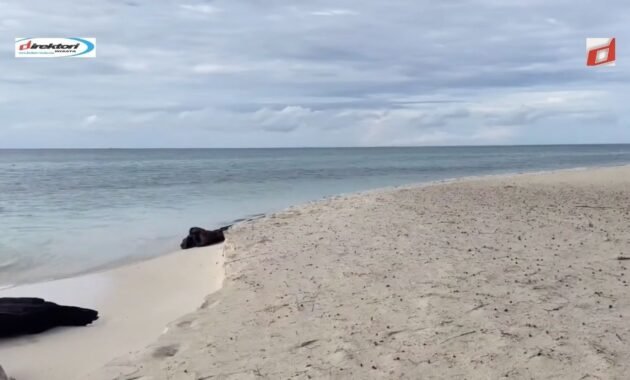 Pulau Kapoposang: Surga Bawah Laut Tersembunyi di Sulawesi Selatan