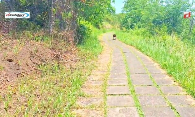 Campuhan Ridge Walk: Trekking dengan Pemandangan Alam