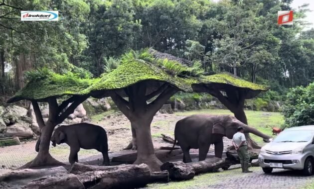 Deskripsi Taman Safari Prigen